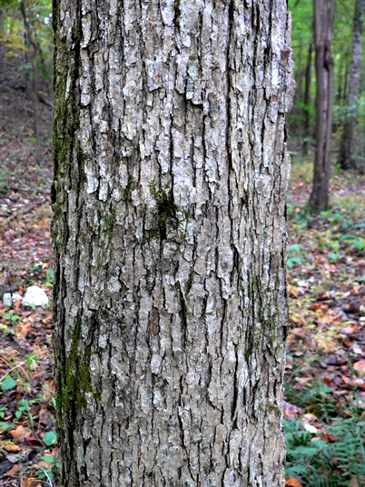 {Quercus muehlenbergii}